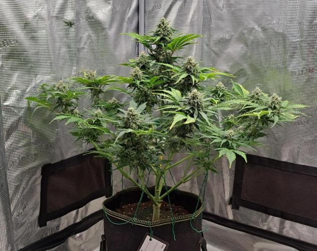 Dreams become purple. Week 8 - Day 53