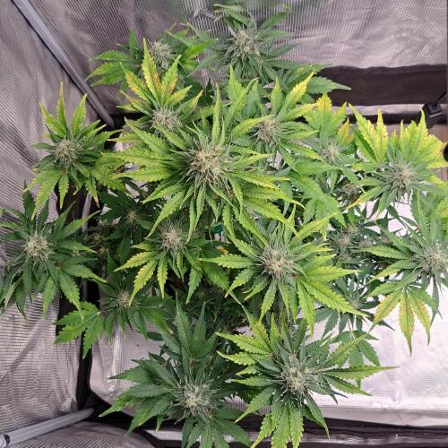 Dreams become purple. Week 8 - Day 54