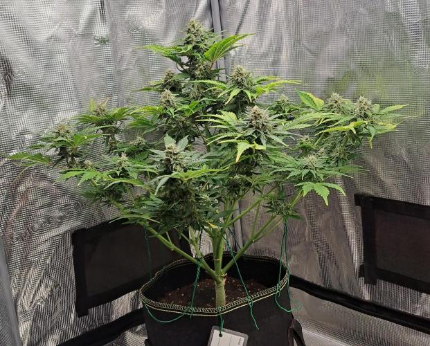 Dreams become purple. Week 8 - Day 54