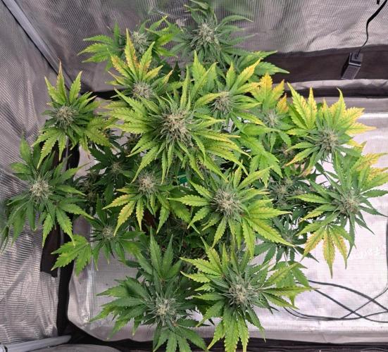 Dreams become purple. Week 8 - Day 55