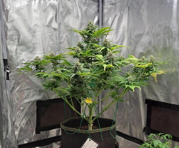 Dreams become purple. Week 8 - Day 55