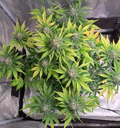 Dreams become purple. Week 8 - Day 56