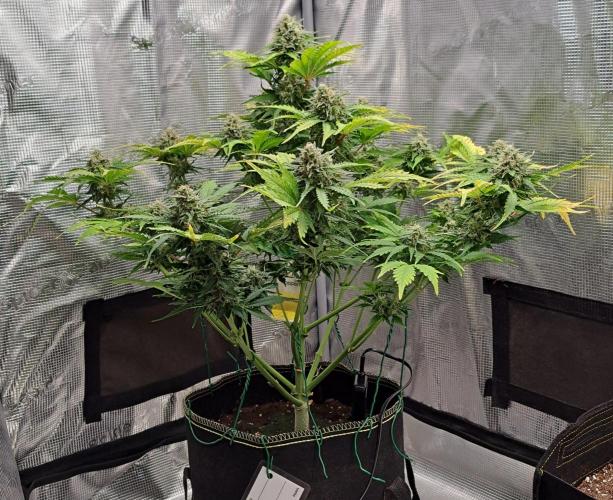 Dreams become purple. Week 8 - Day 56