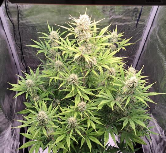 Little jealousy lady. Week 8 - Day 52