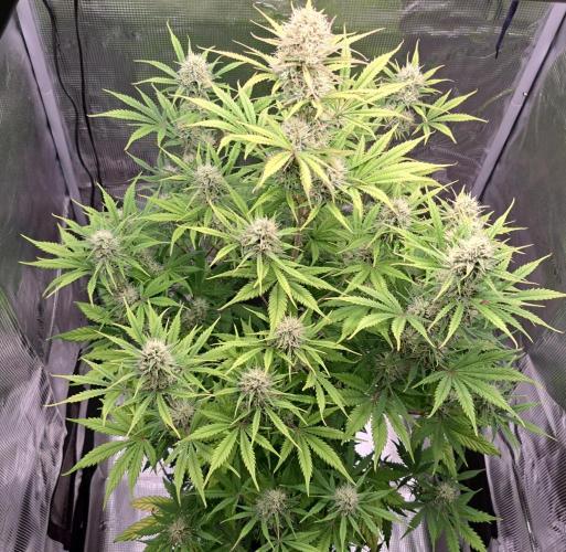 Little jealousy lady. Week 8 - Day 53