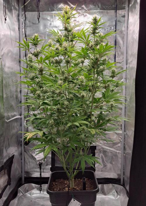 Little jealousy lady. Week 8 - Day 54
