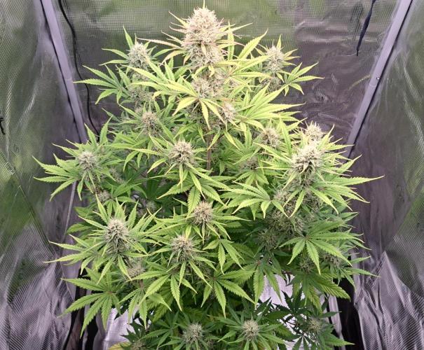 Little jealousy lady. Week 8 - Day 55