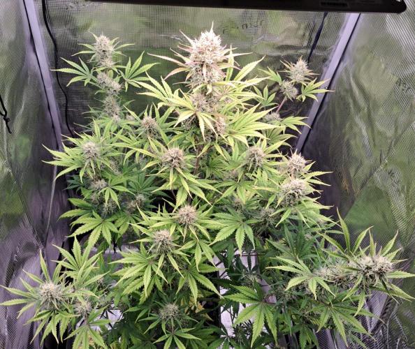 Little jealousy lady. Week 8 - Day 56