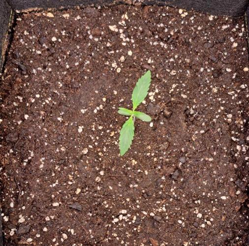 amIZIng Diesel. Week 2 - Day 8