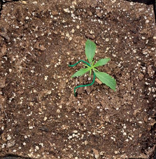 amIZIng Diesel. Week 2 - Day 10