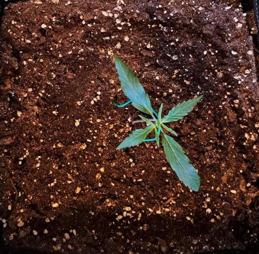 amIZIng Diesel. Week 2 - Day 11