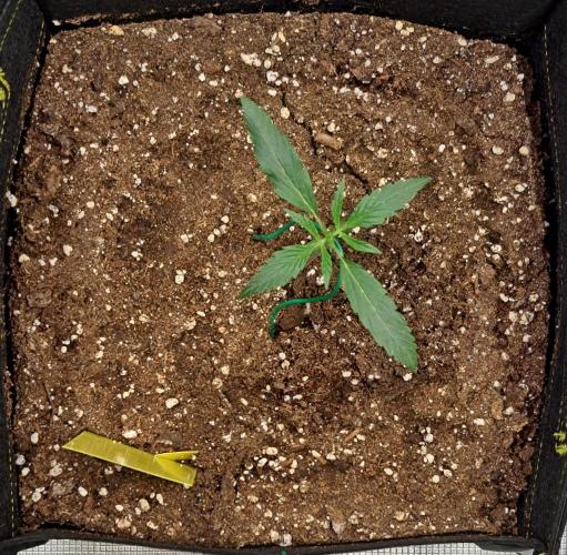 amIZIng Diesel. Week 2 - Day 12