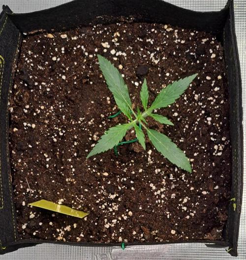 amIZIng Diesel. Week 2 - Day 13