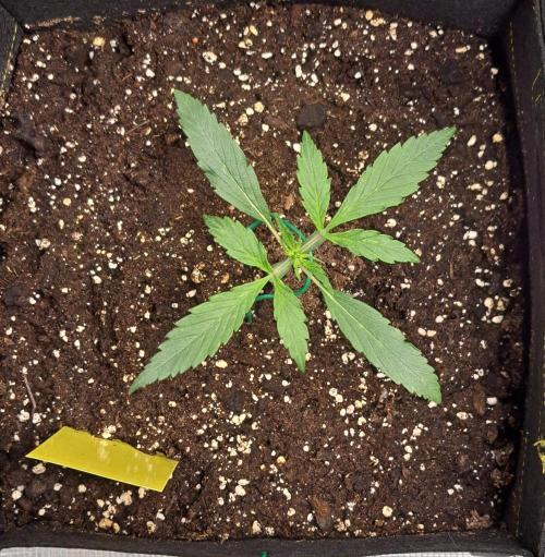 amIZIng Diesel. Week 2 - Day 14