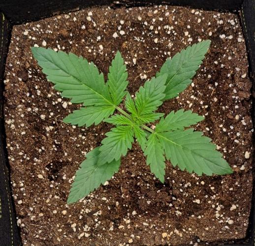 Coke for dessert. Week 3 - Day 15