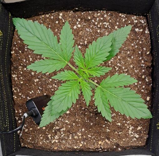 Coke for dessert. Week 3 - Day 16