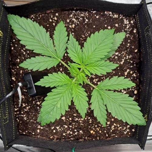 Coke for dessert. Week 3 - Day 17