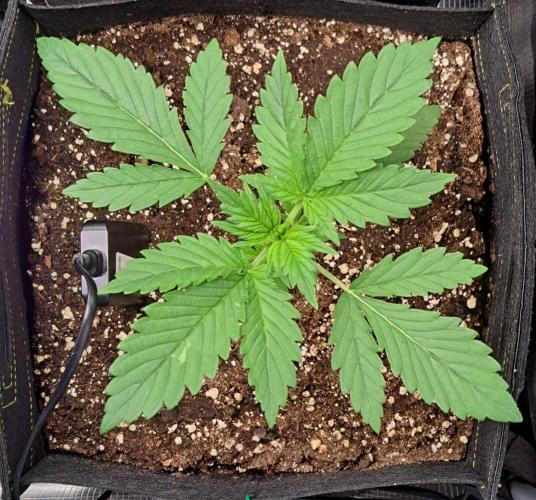 Coke for dessert. Week 3 - Day 18