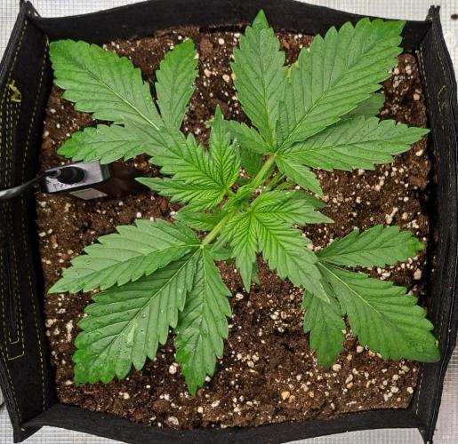 Coke for dessert. Week 3 - Day 19