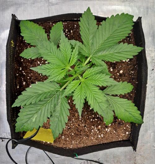 Coke for dessert. Week 3 - Day 20