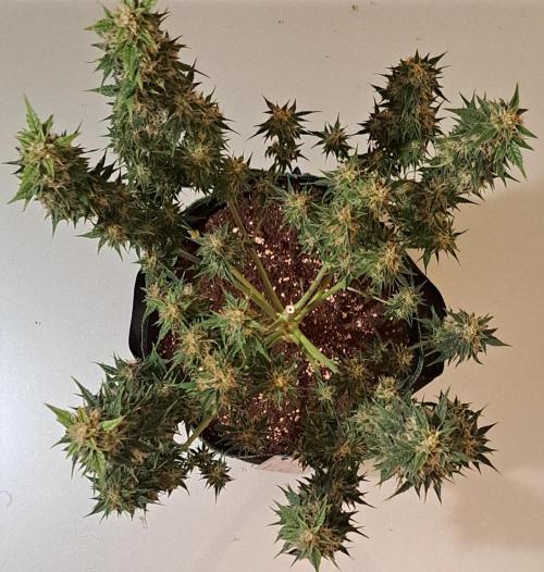 King of Kong. Week 10 - Day 67