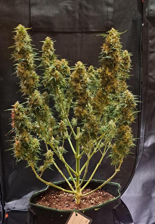 King of Kong. Week 10 - Day 67