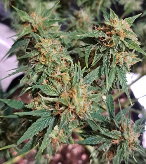 King of Kong. Week 10 - Day 67