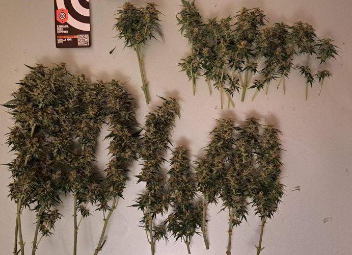 King of Kong. Week 10 - Day 67