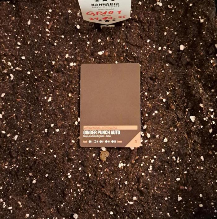 A little Ginger Punch. Week 0 - Day 00