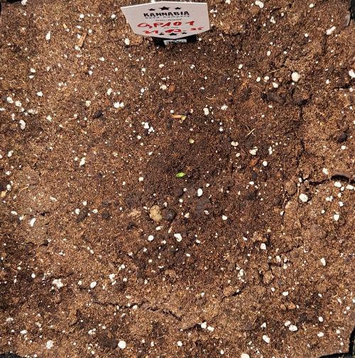 A little Ginger Punch. Week 1 - Day 1