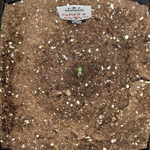 A little Ginger Punch. Week 1 - Day 2