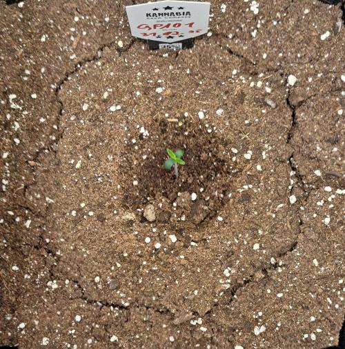 A little Ginger Punch. Week 1 - Day 3