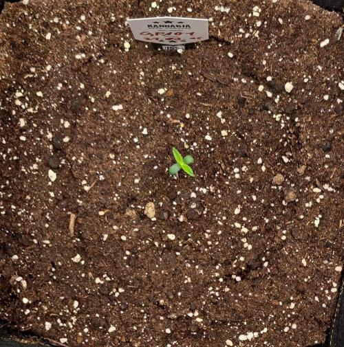 A little Ginger Punch. Week 1 - Day 4