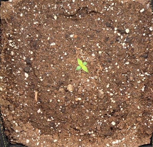 A little Ginger Punch. Week 1 - Day 5