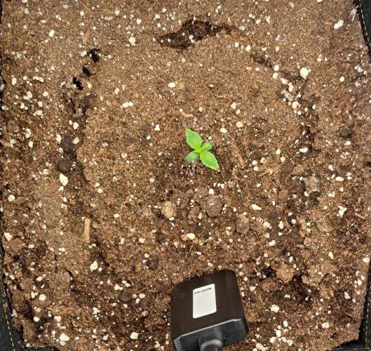 A little Ginger Punch. Week 1 - Day 6