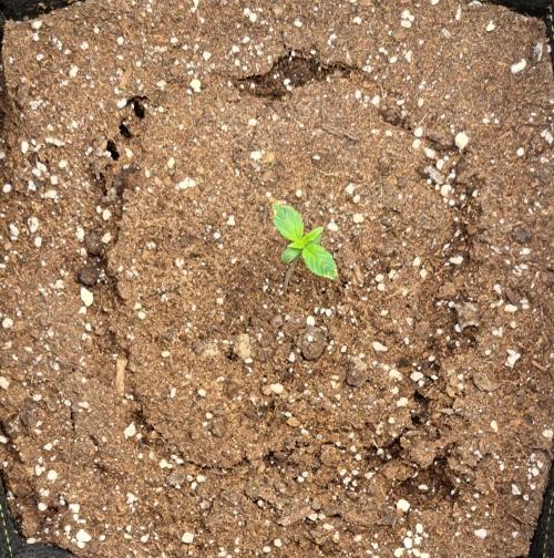 A little Ginger Punch. Week 1 - Day 7