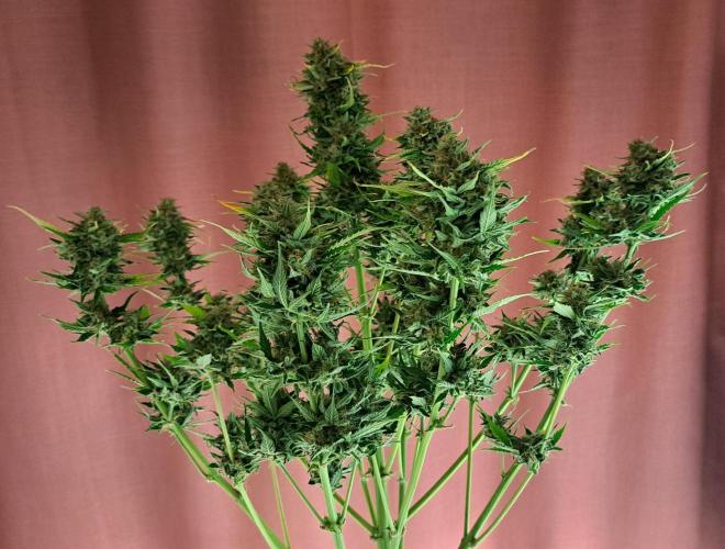 Dreams become purple. Week 9 - Day 63