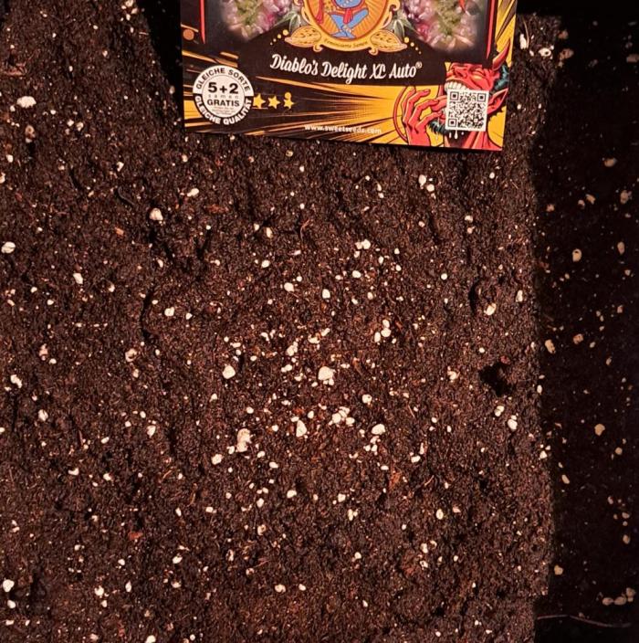 Delighted Diablo is back. Week 0 - Day 0