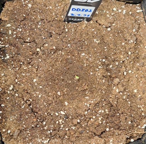 Delighted Diablo is back. Week 1 - Day 1