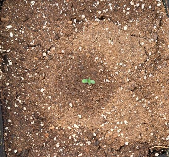 Delighted Diablo is back. Week 1 - Day 2