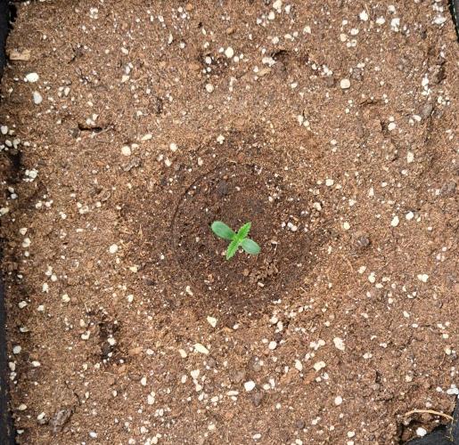 Delighted Diablo is back. Week 1 - Day 3