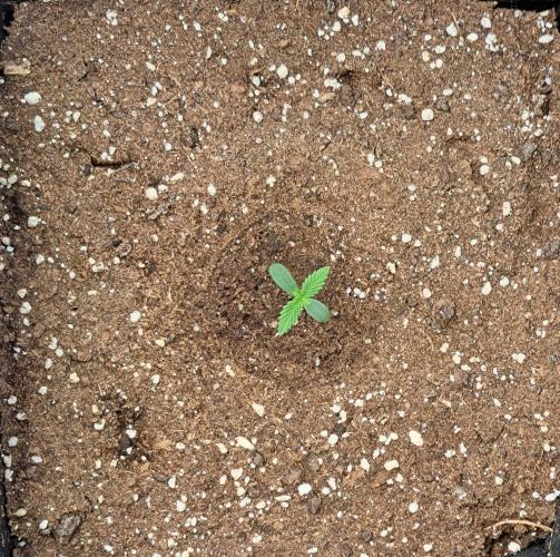 Delighted Diablo is back. Week 1 - Day 4