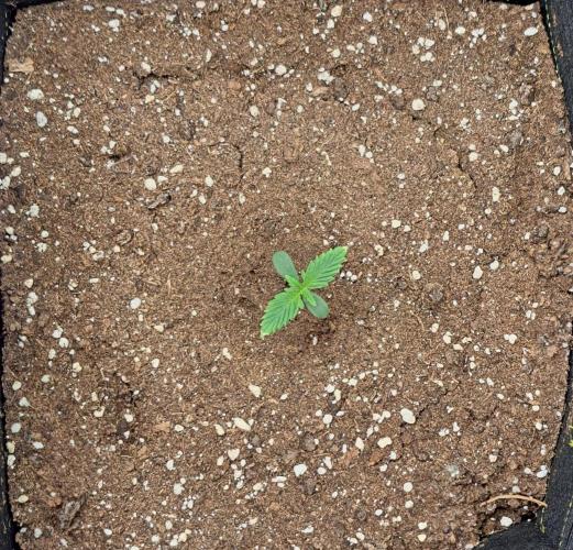 Delighted Diablo is back. Week 1 - Day 5