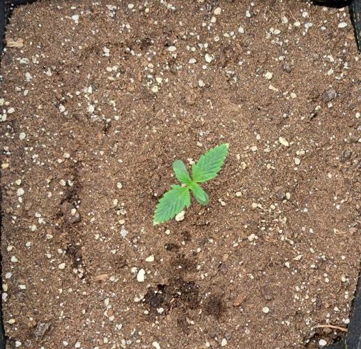 Delighted Diablo is back. Week 1 - Day 6