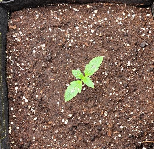 Delighted Diablo is back. Week 1 - Day 7