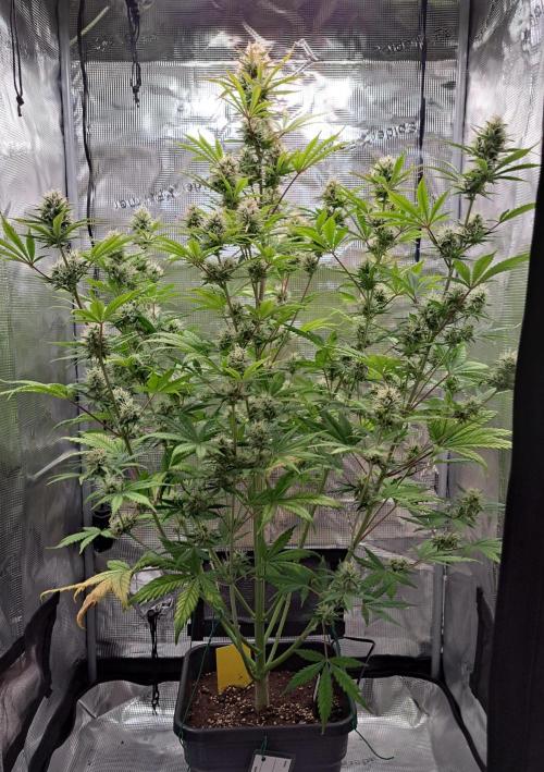 Little jealousy lady. Week 9 - Day 57