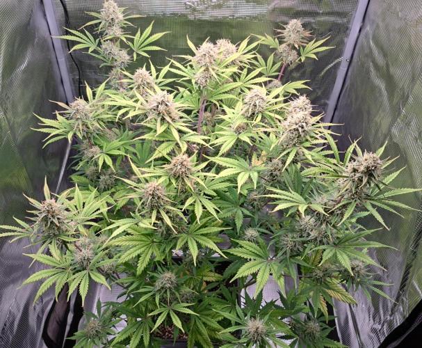 Little jealousy lady. Week 9 - Day 60