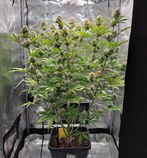 Little jealousy lady. Week 9 - Day 60