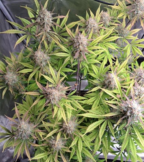 Little jealousy lady. Week 9 - Day 63