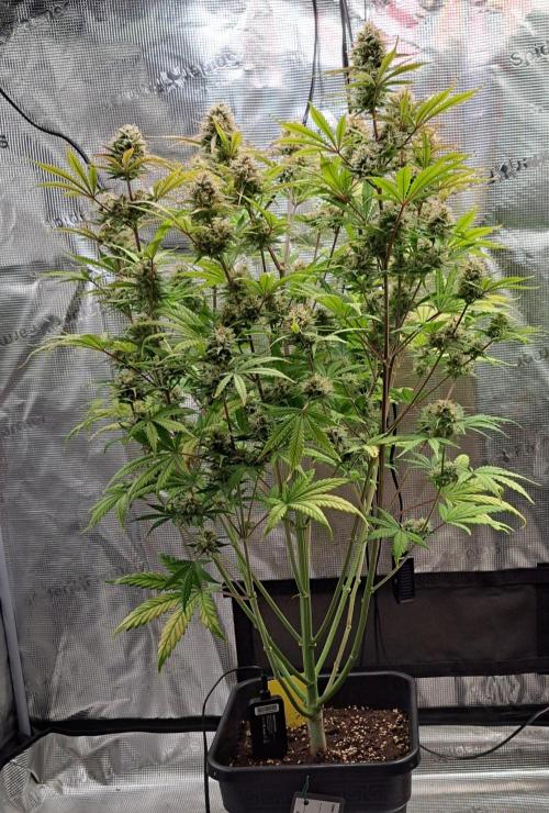 Little jealousy lady. Week 9 - Day 63